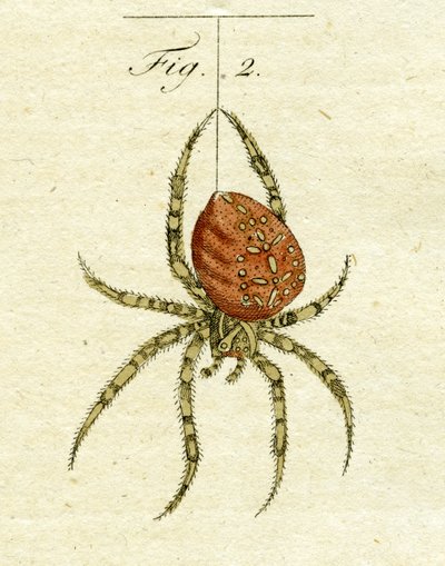 Illustration of a Spider, 1790 by Jacob Xavier Schmuzer